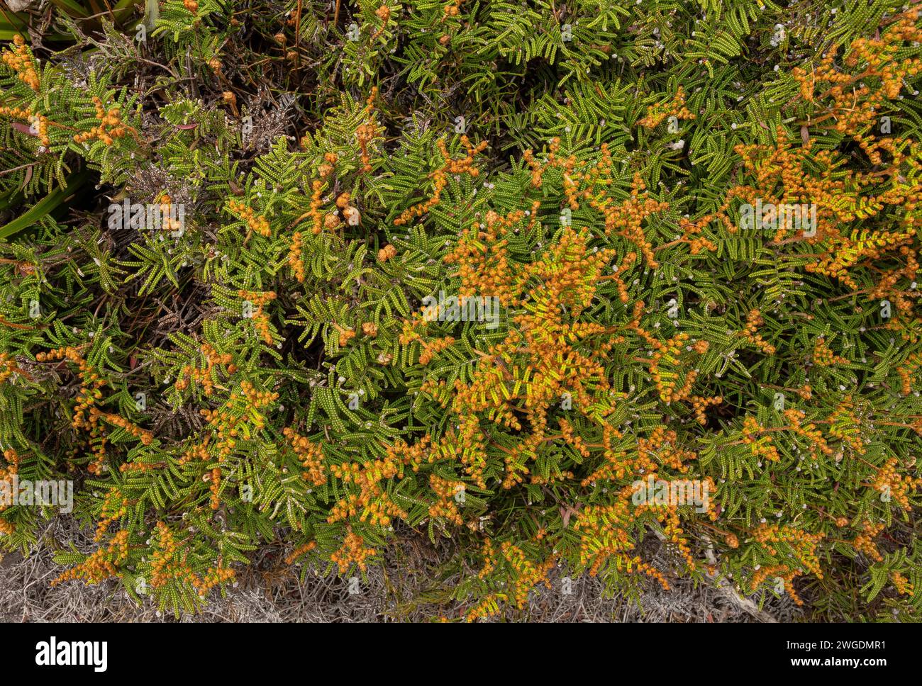 Alpine coral-fern, Gleichenia alpina, growing abundantly on Hartz Peak in the highlands of Hartz Mountains, Tasmania. Stock Photo