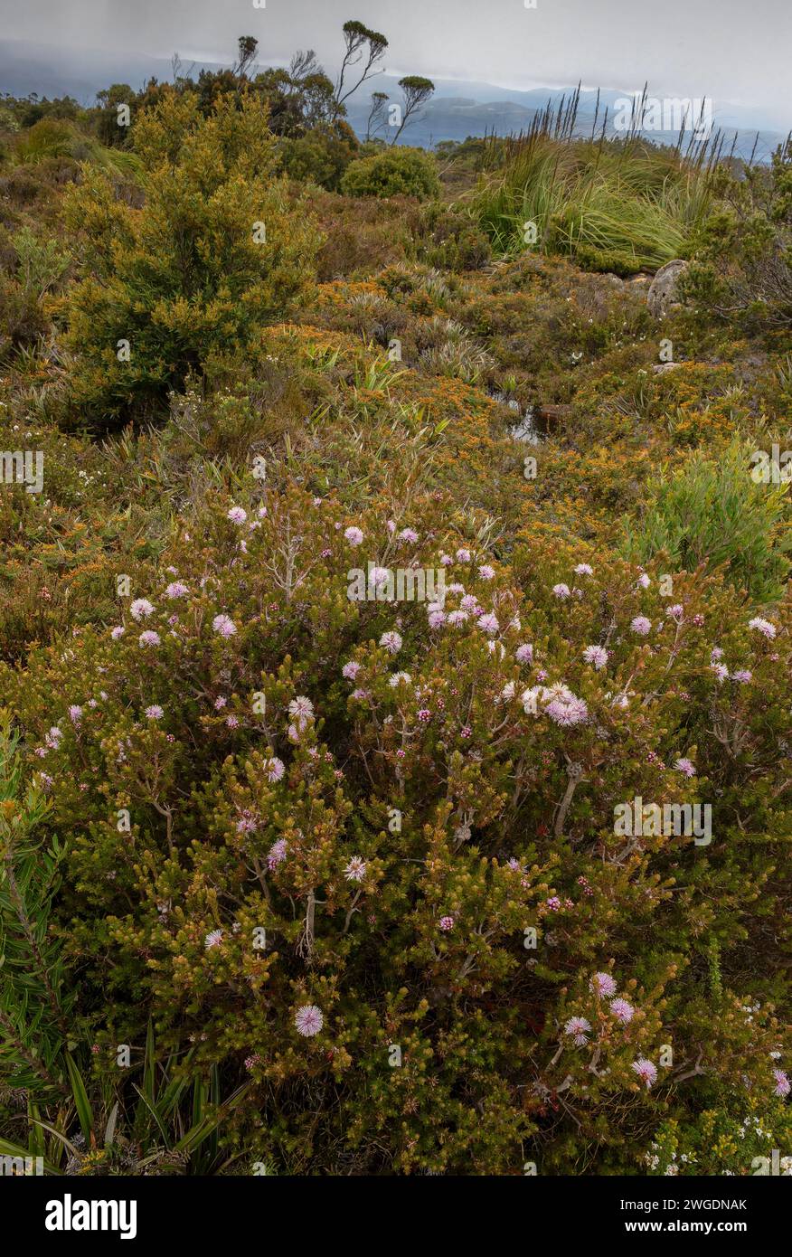 Swamp honey-myrtle, Melaleuca squamea, in flower on Hartz Peak in the highlands of Hartz Mountains, Tasmania. Stock Photo