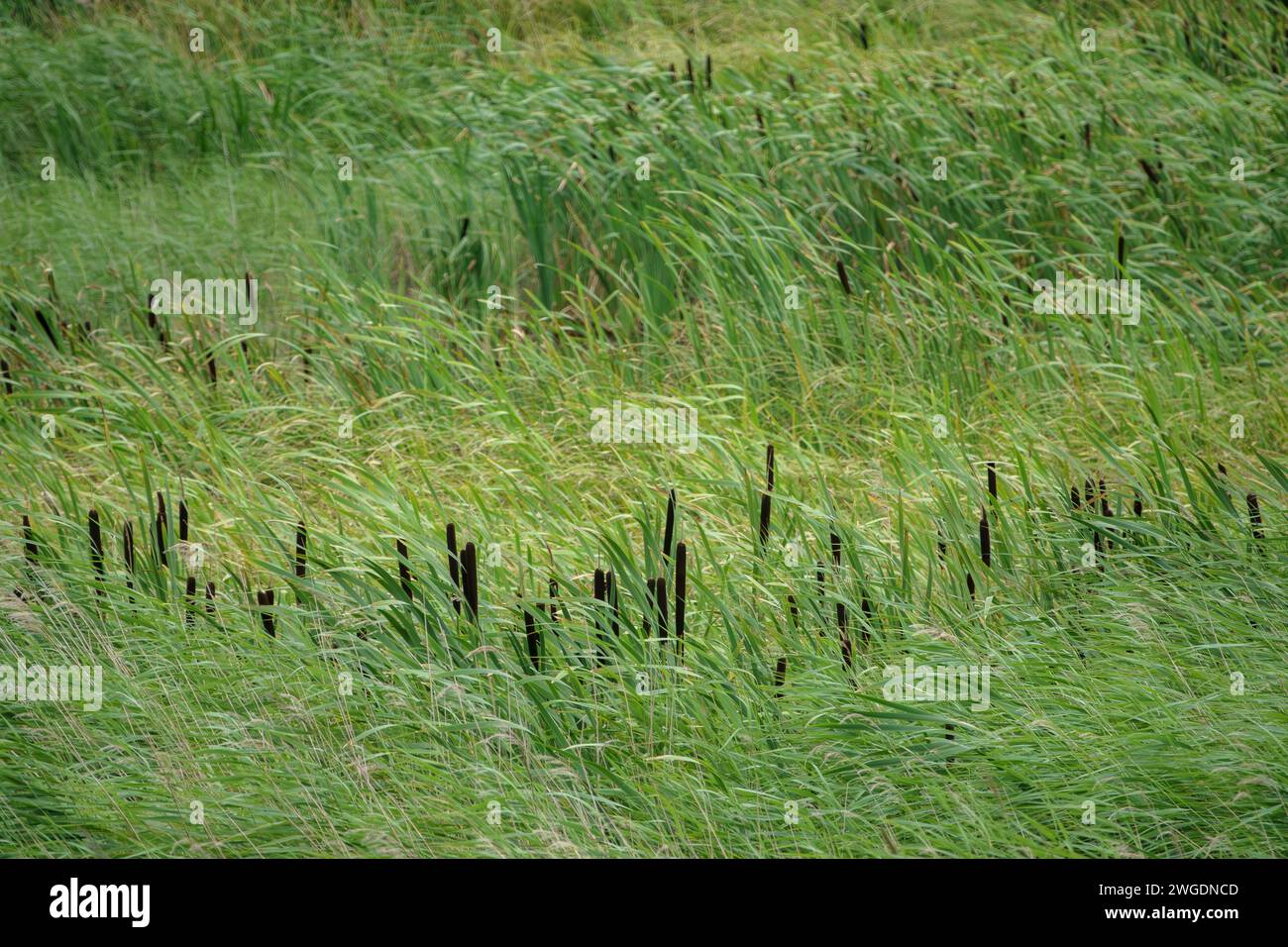 An area of young bulrushes bending in the wind Stock Photo