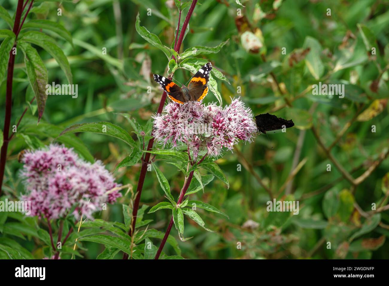 Red admiral butterfly resting on pink wild field flower Stock Photo - Alamy