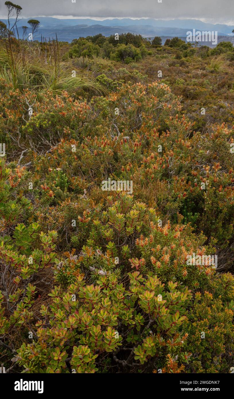 Alpine vegetation, at about 800m, in flower on Hartz Peak in the highlands of Hartz Mountains, Tasmania. Midsummer. Stock Photo