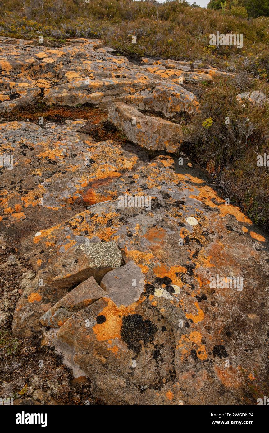 Lichen-covered dolerite rock, on Hartz Peak in the highlands of Hartz Mountains, Tasmania. Stock Photo
