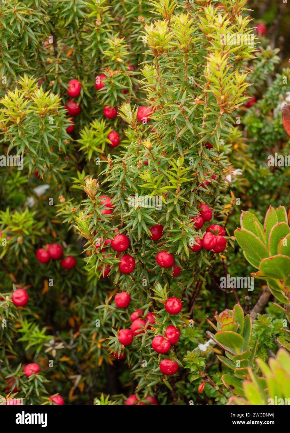 Prickly heath, Leptecophylla juniperina, in fruit Stock Photo