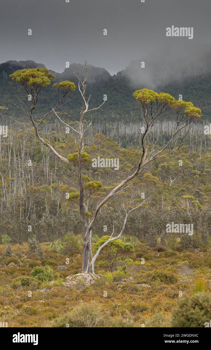 Tasmanian snow gum, Eucalyptus coccifera, tree on Hartz Peak in the highlands of Hartz Mountains, Tasmania. Stock Photo