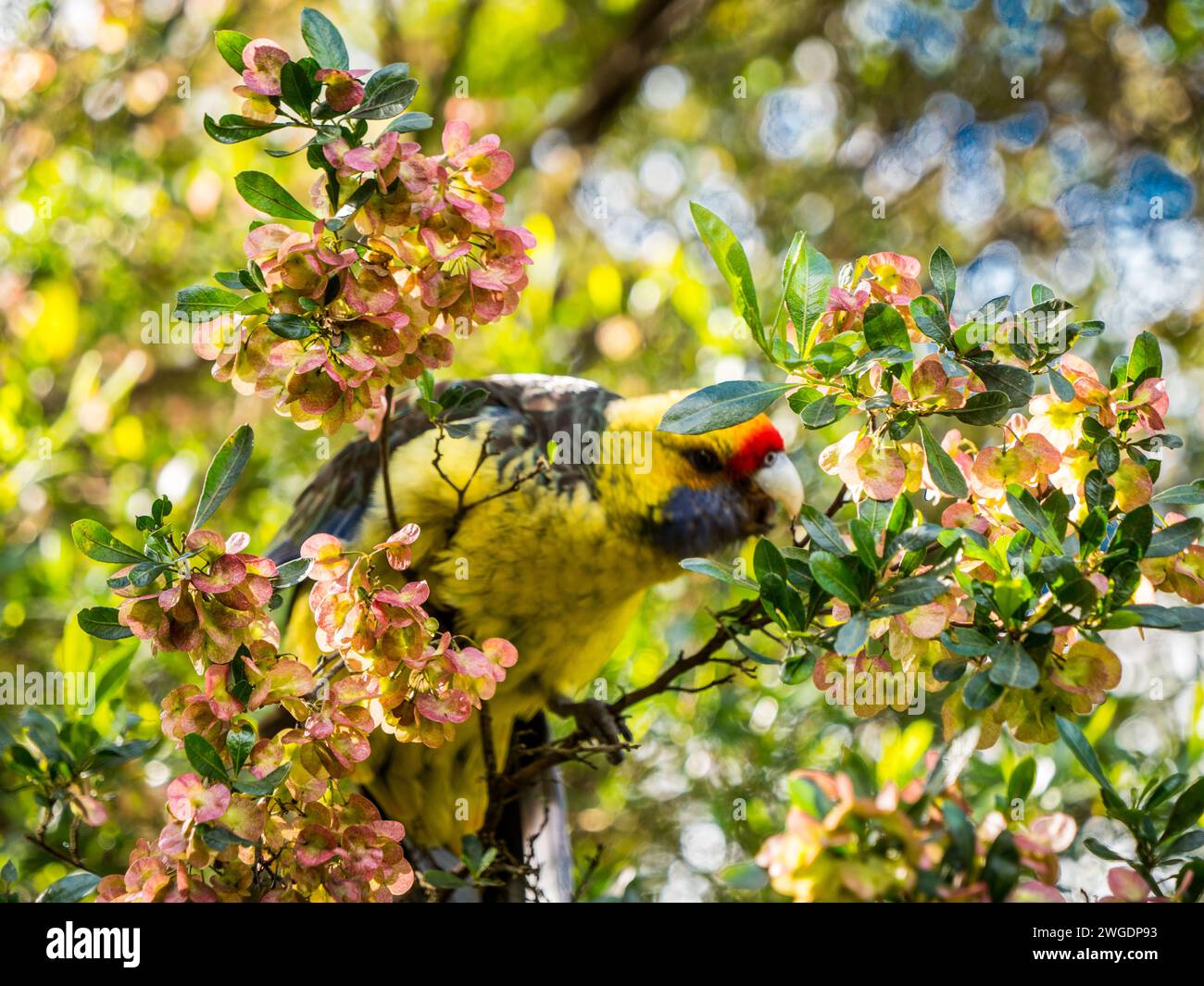 Green rosella parrot in Tasmania Stock Photo