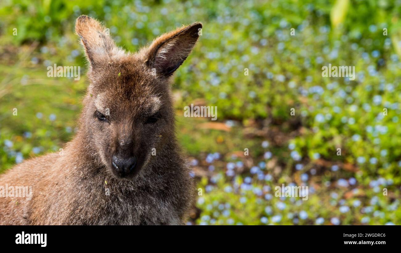 Wallaby in natural habitat, Bruny Island Stock Photo