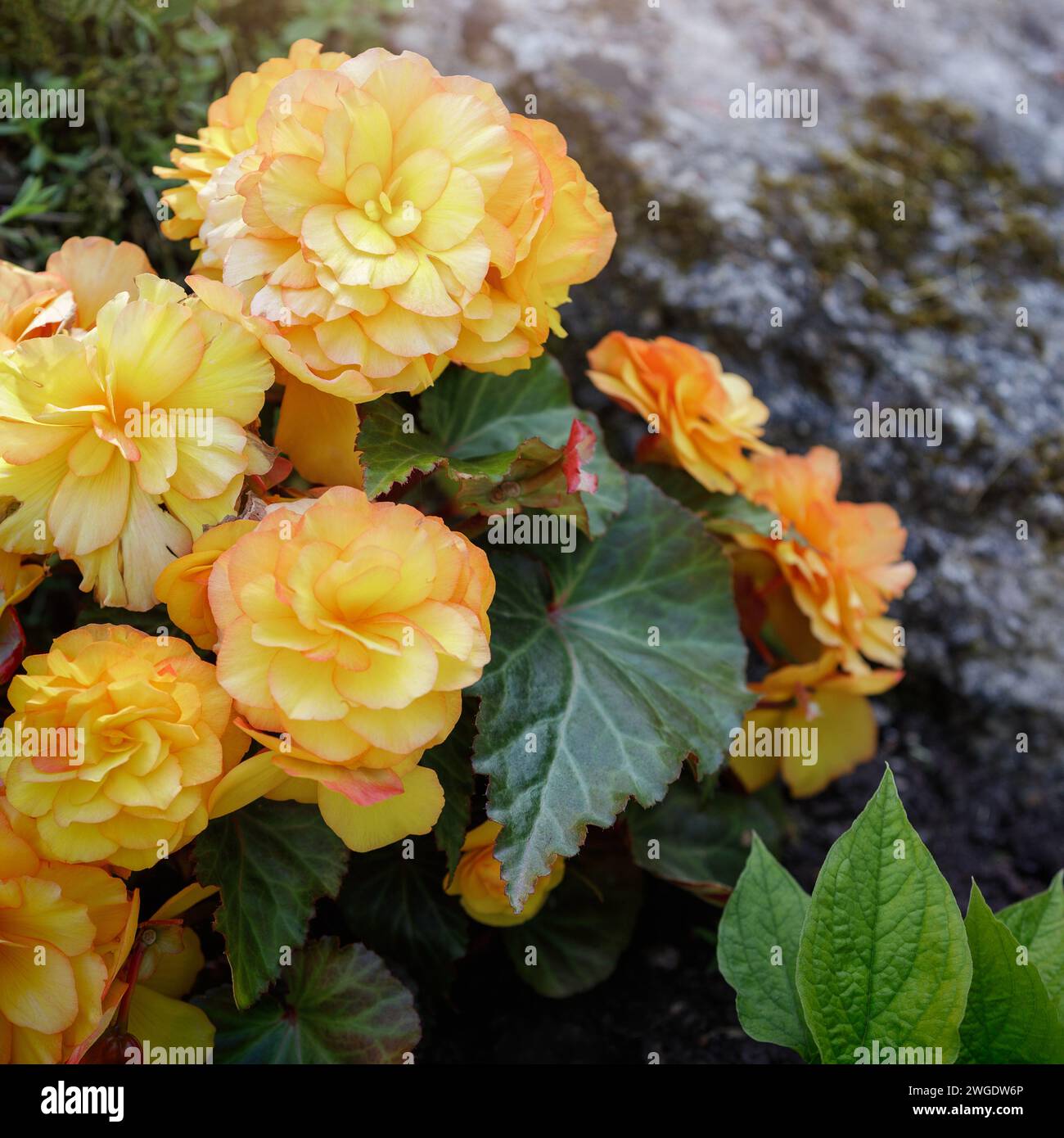 Tuberous-rooted begonia tuberosa yellow flowers with green leaves. Square photo. Stock Photo