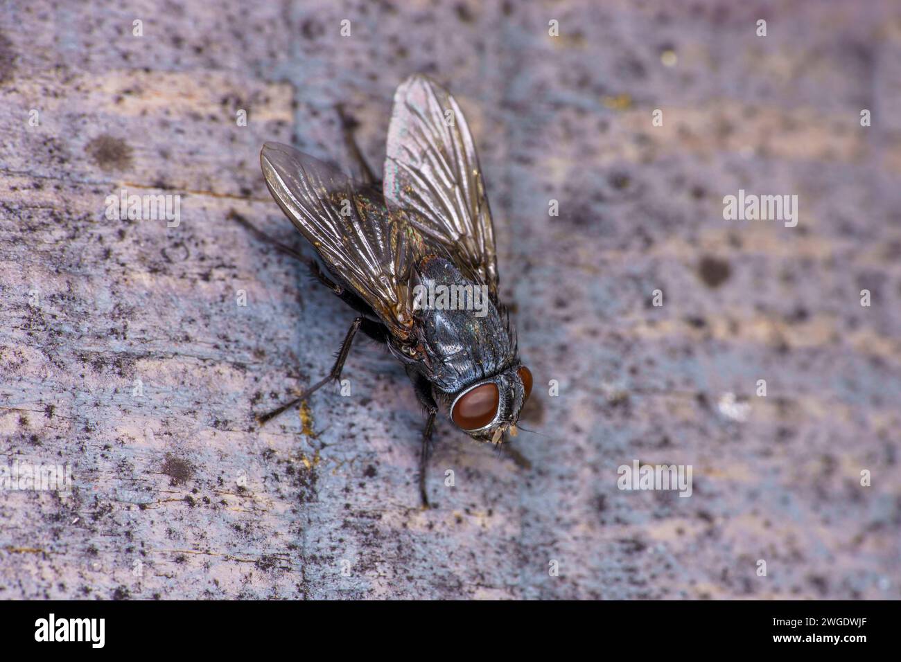Muscina levida Genus Muscina Family Muscidae fly wild nature insect wallpaper, picture, photography Stock Photo