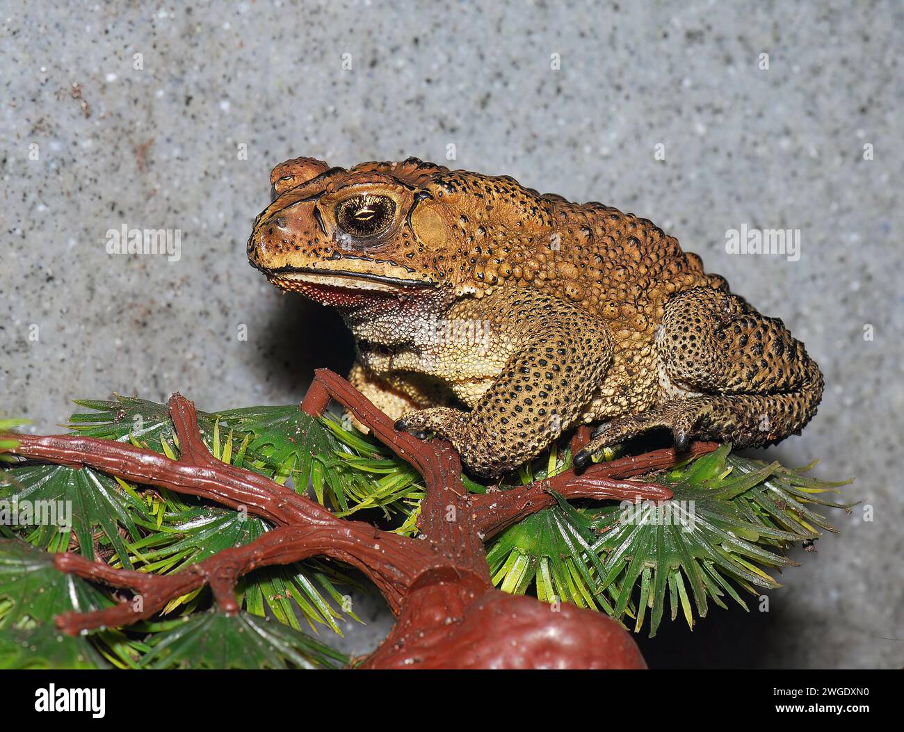 Asian common toad, Asian black-spined toad, Schwarznarbenkröte, Crapaud masqué, Duttaphrynus melanostictus, ázsiai varangy Stock Photo