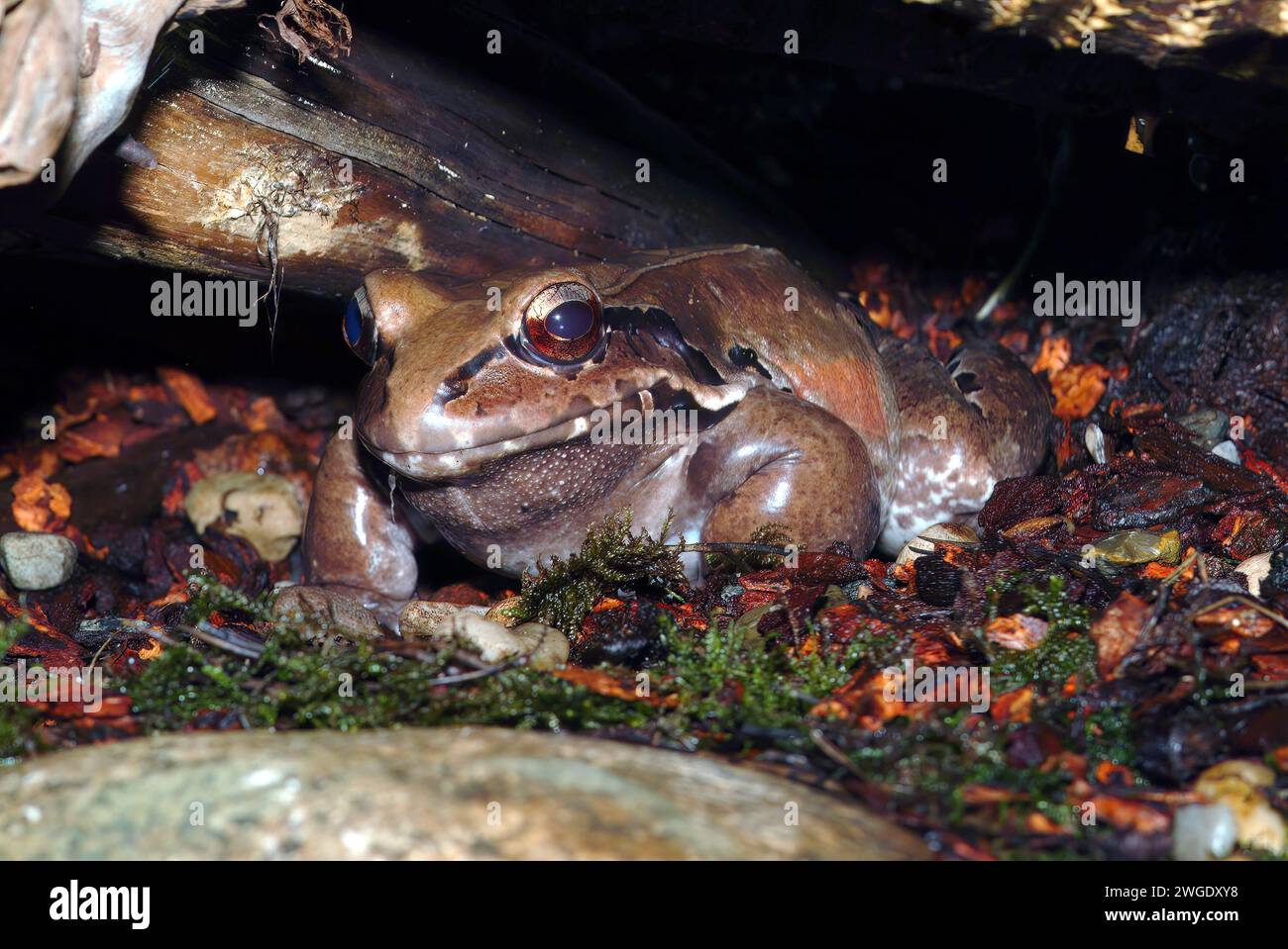 Südamerikanischer Ochsenfrosch, smoky jungle frog, Leptodactylus pentadactylus, Zoo Stock Photo