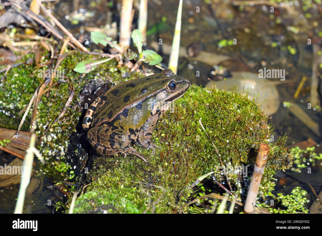 marsh frog, Seefrosch, Grenouille rieuse, Pelophylax ridibundus, tavi béka, Hungary, Magyarország, Europe Stock Photo
