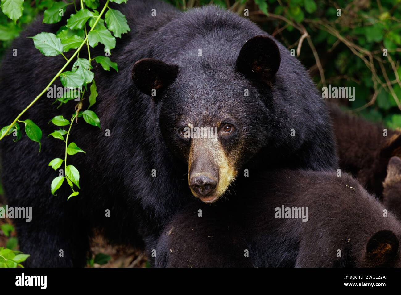 A mother black bear and her three cubs Stock Photo - Alamy