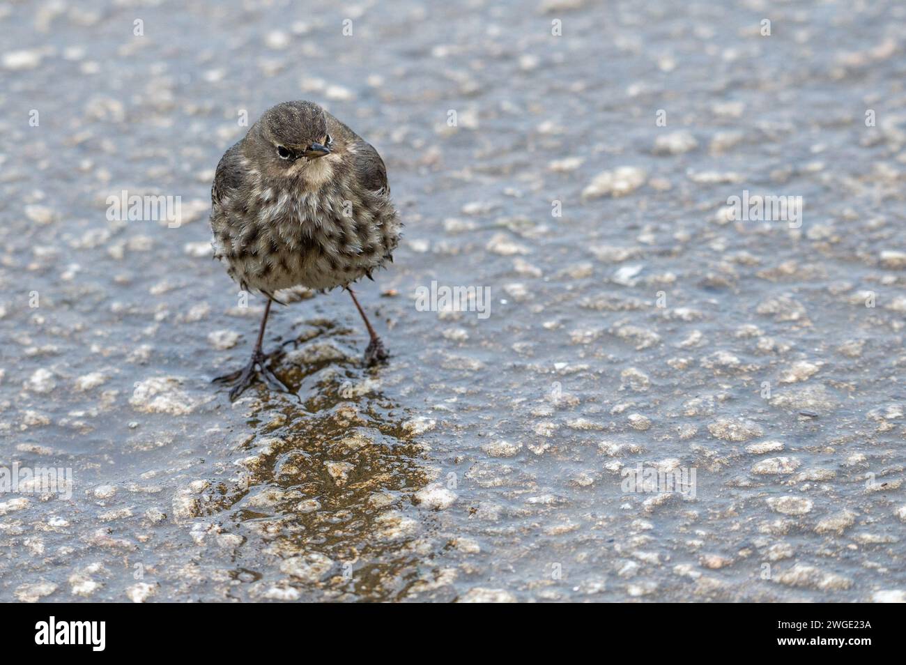 Solitary bedraggled, one-footed Rock Pipit looking for food on beach wall in the drizzle of a North Cornish winter. Stock Photo