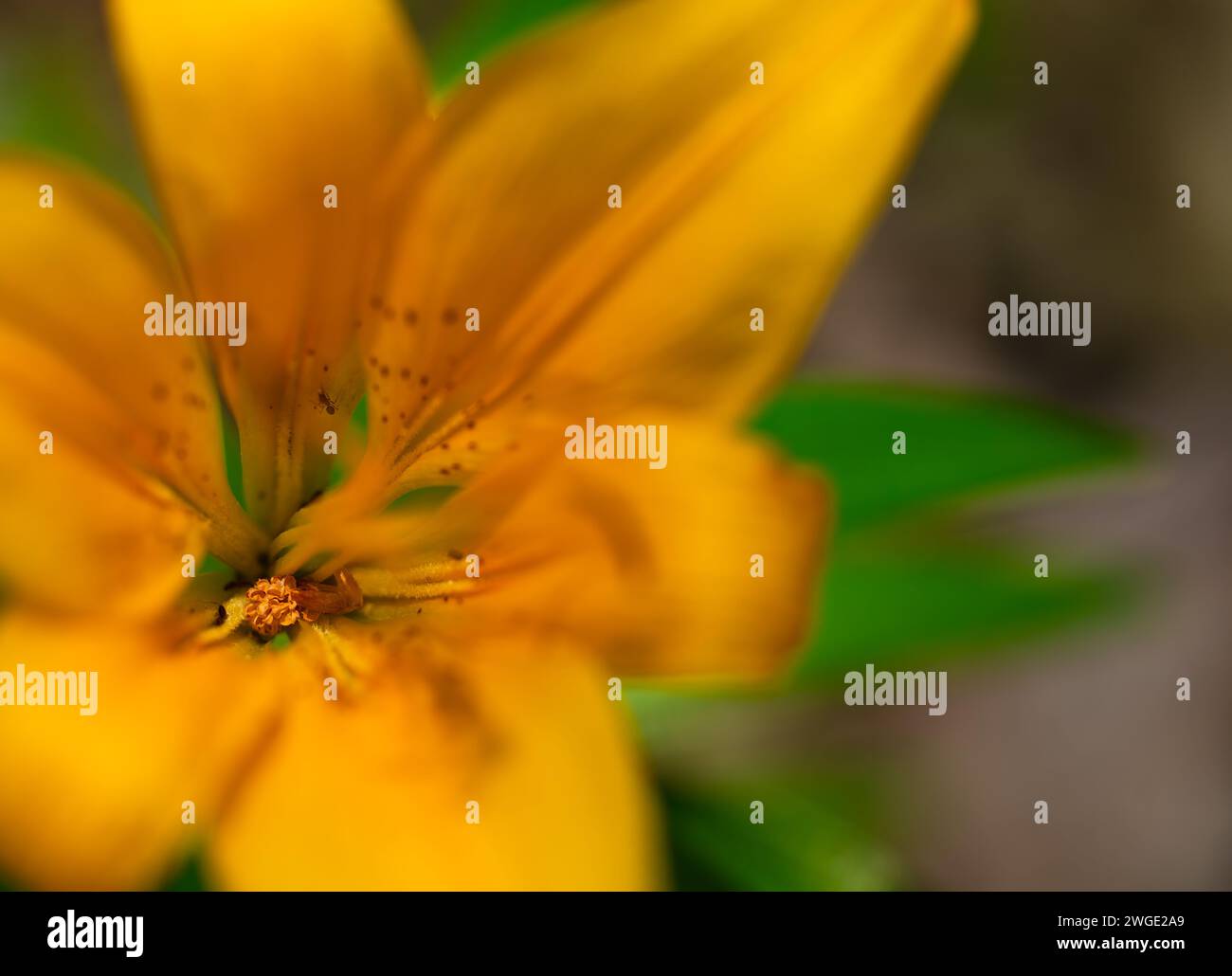 Macro of yellow lily stamen Stock Photo