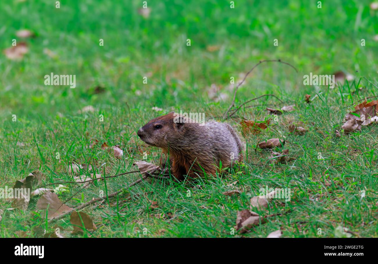 A groundhog in the green grass of a yard or field Stock Photo