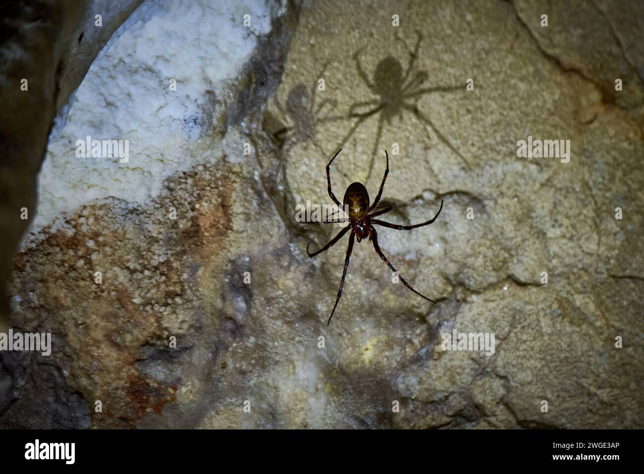 Meta menardi, European cave spider. Cave orbweaver Stock Photo
