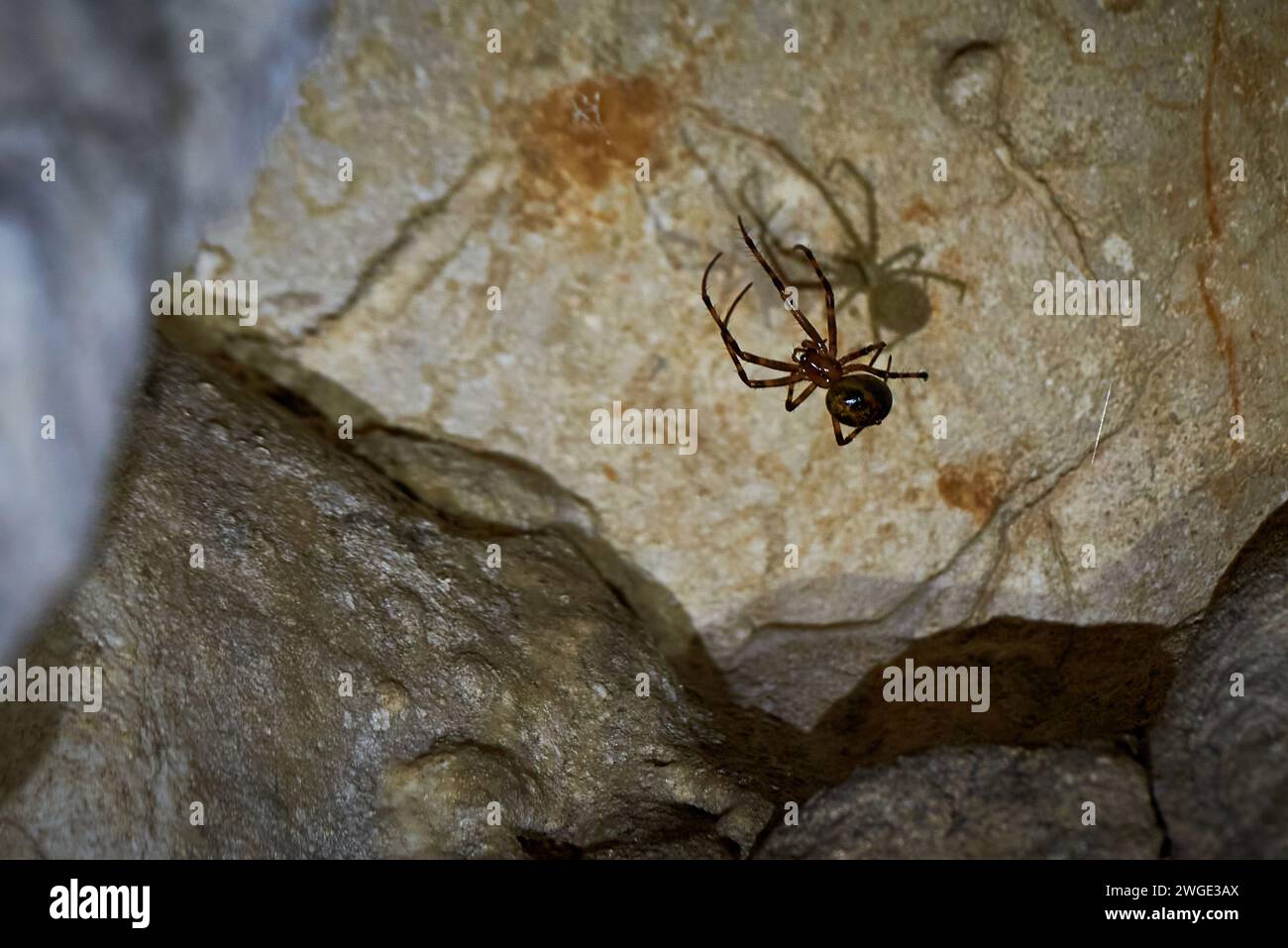 Meta menardi, European cave spider. Cave orbweaver Stock Photo
