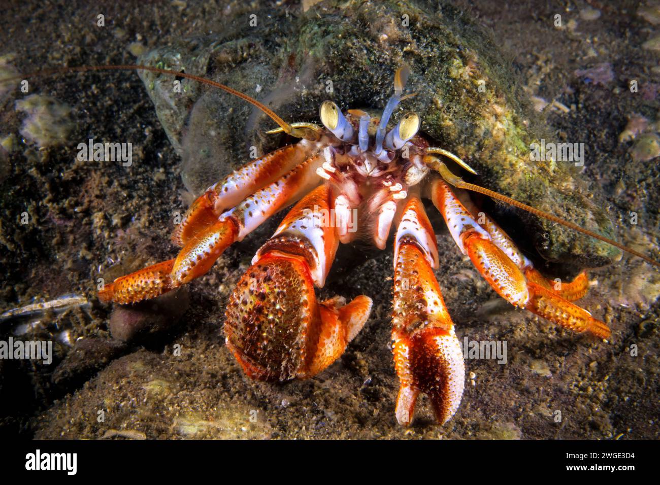 Saltwater hermit crab hi-res stock photography and images - Alamy