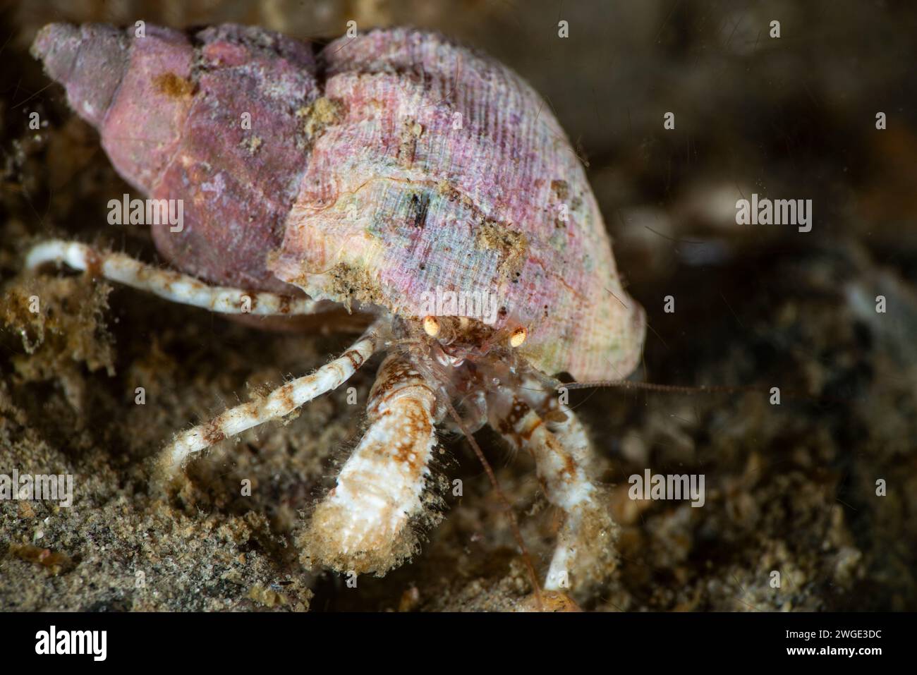 Hermit crab underwater in the St-Lawrence River Stock Photo - Alamy