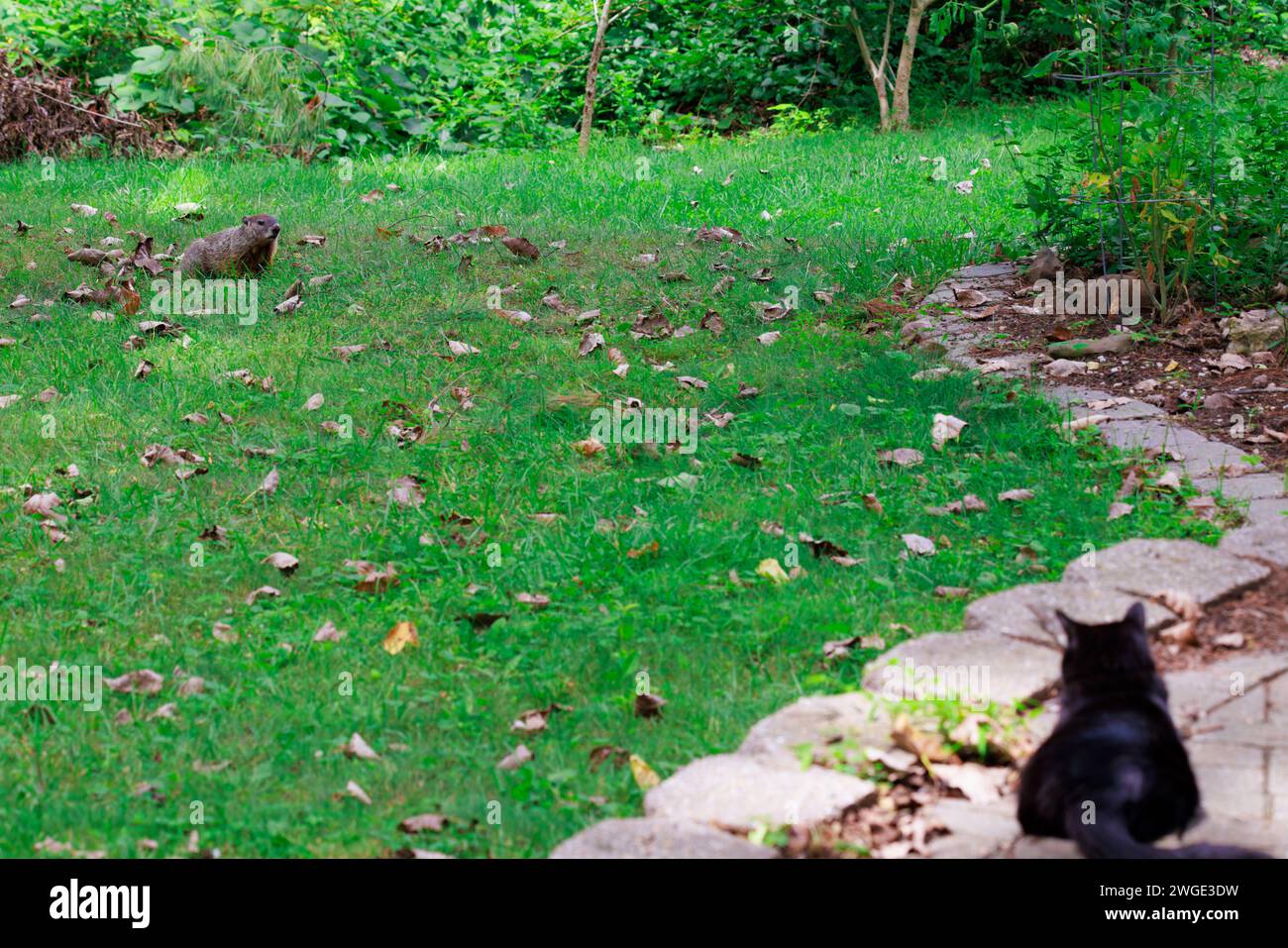 A groundhog in the green grass of a yard or field with a black cat watching it in the foreground Stock Photo
