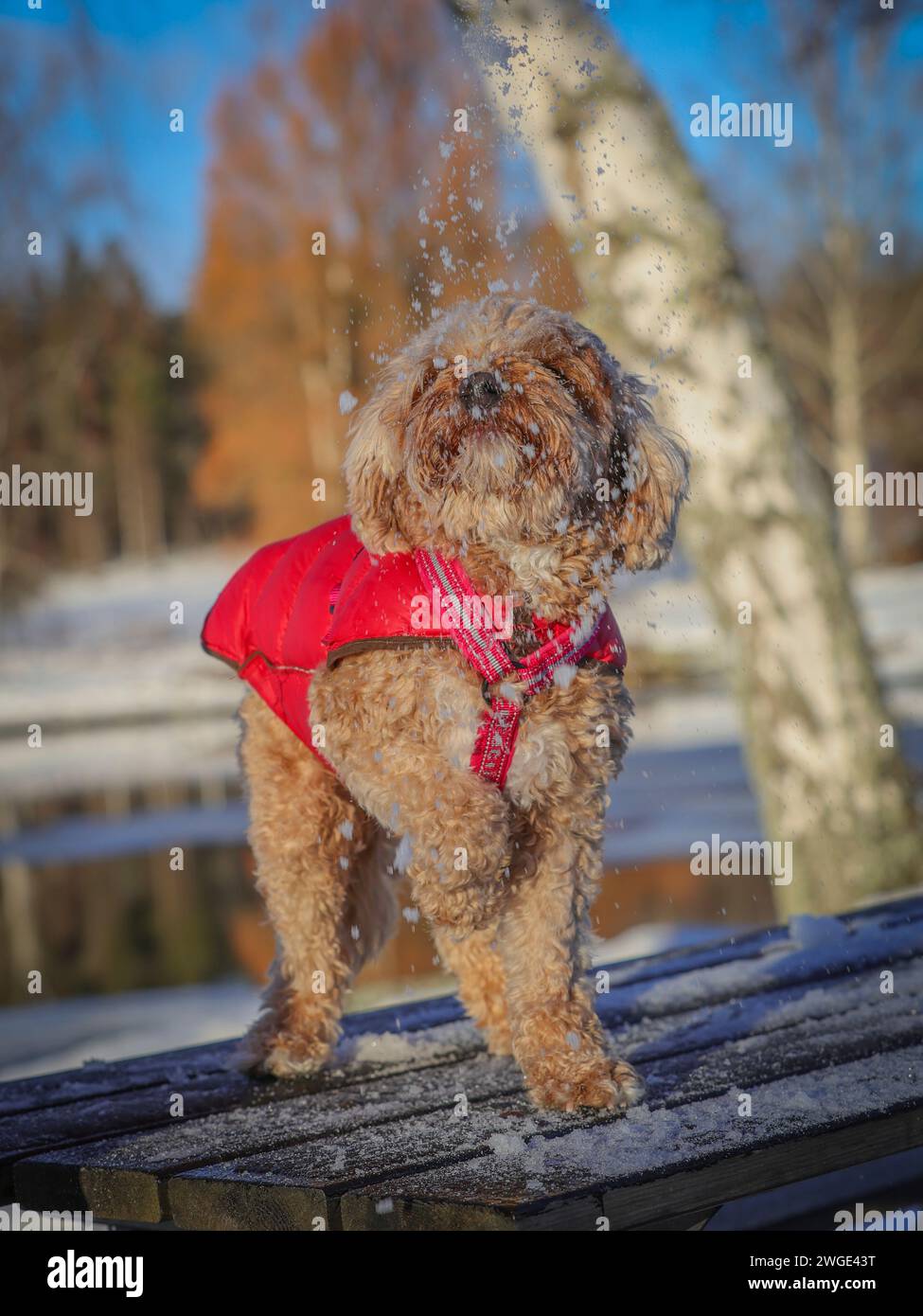 A young Cavapoo dog playing in the snow with a red cover in Ludvika City, Sweden Stock Photo