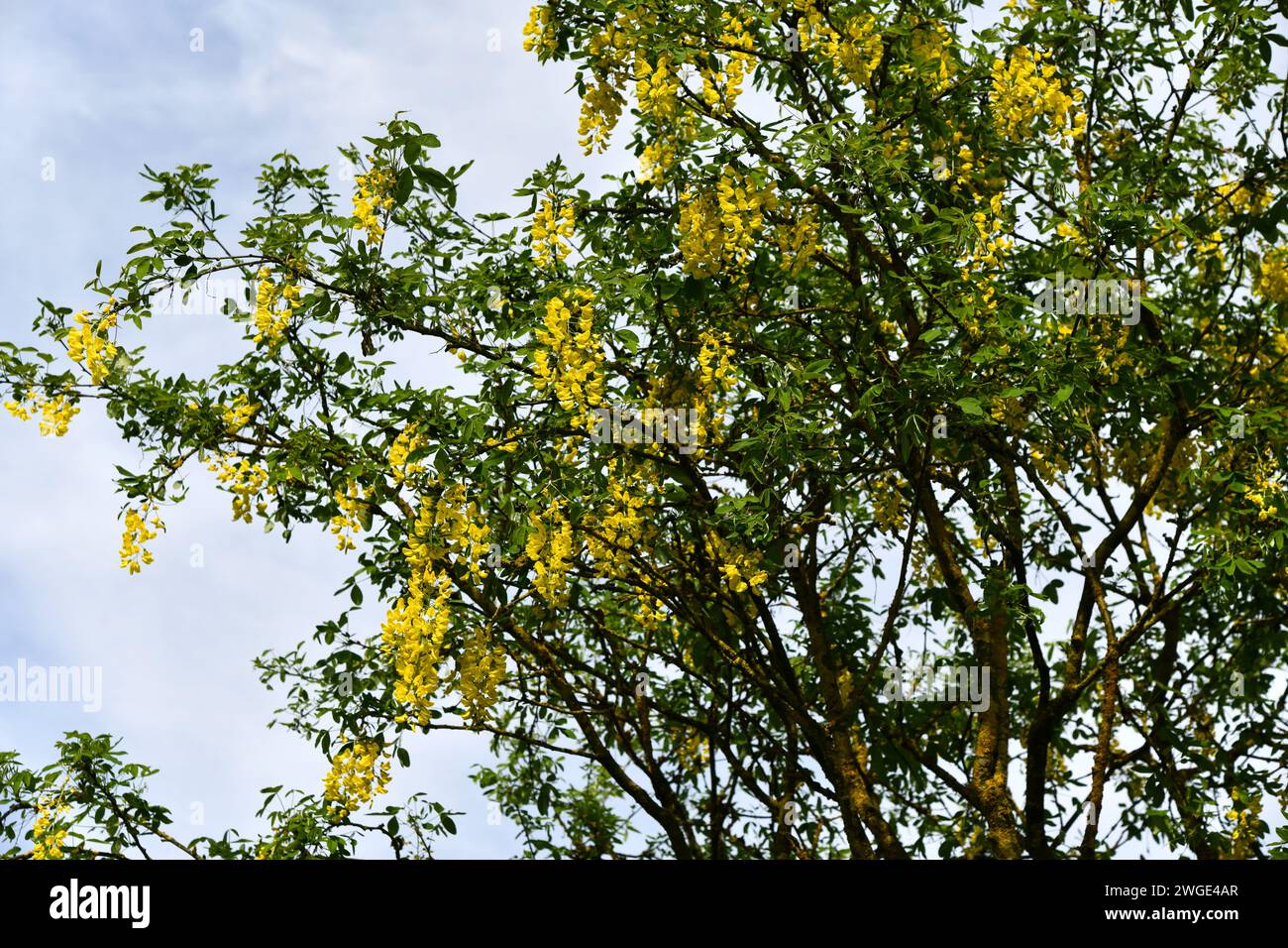 Common laburnum with yellow flowers Stock Photo