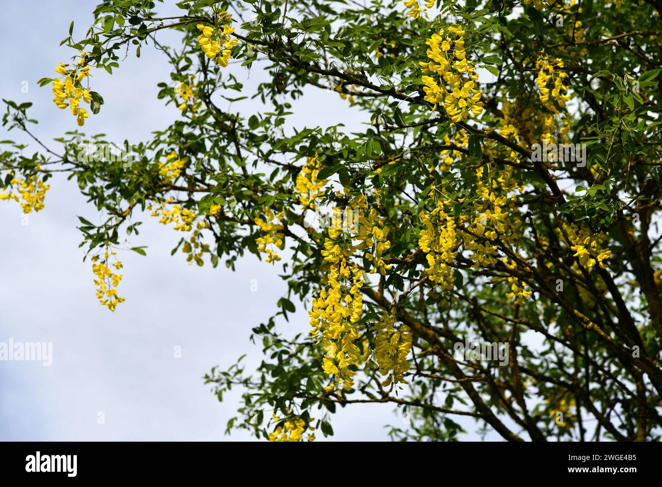 Common laburnum with yellow flowers Stock Photo