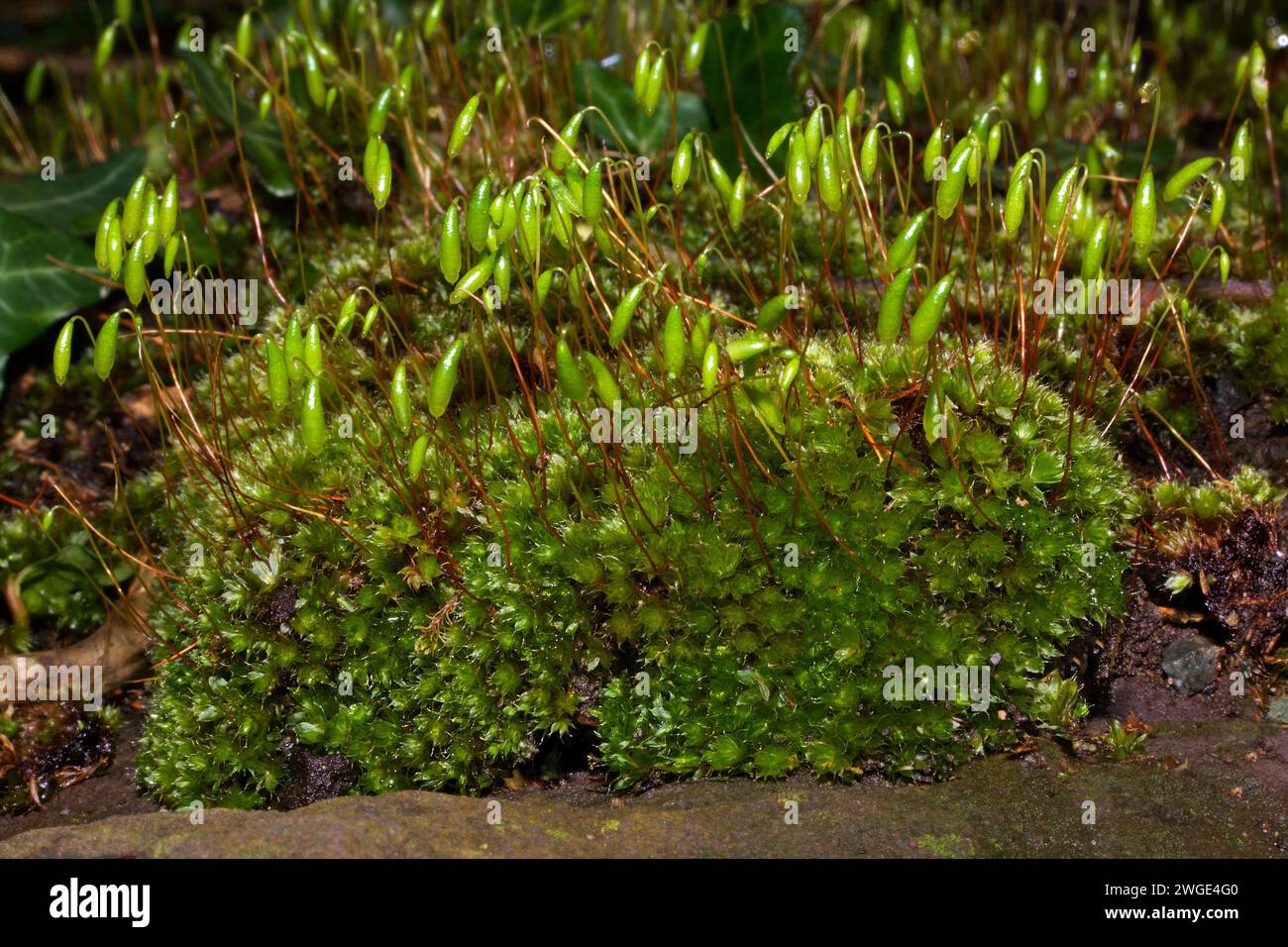 Bryum capillare (capillary thread-moss) grows on base-rich to slightly acidic soils. It has a worldwide distribution. Stock Photo