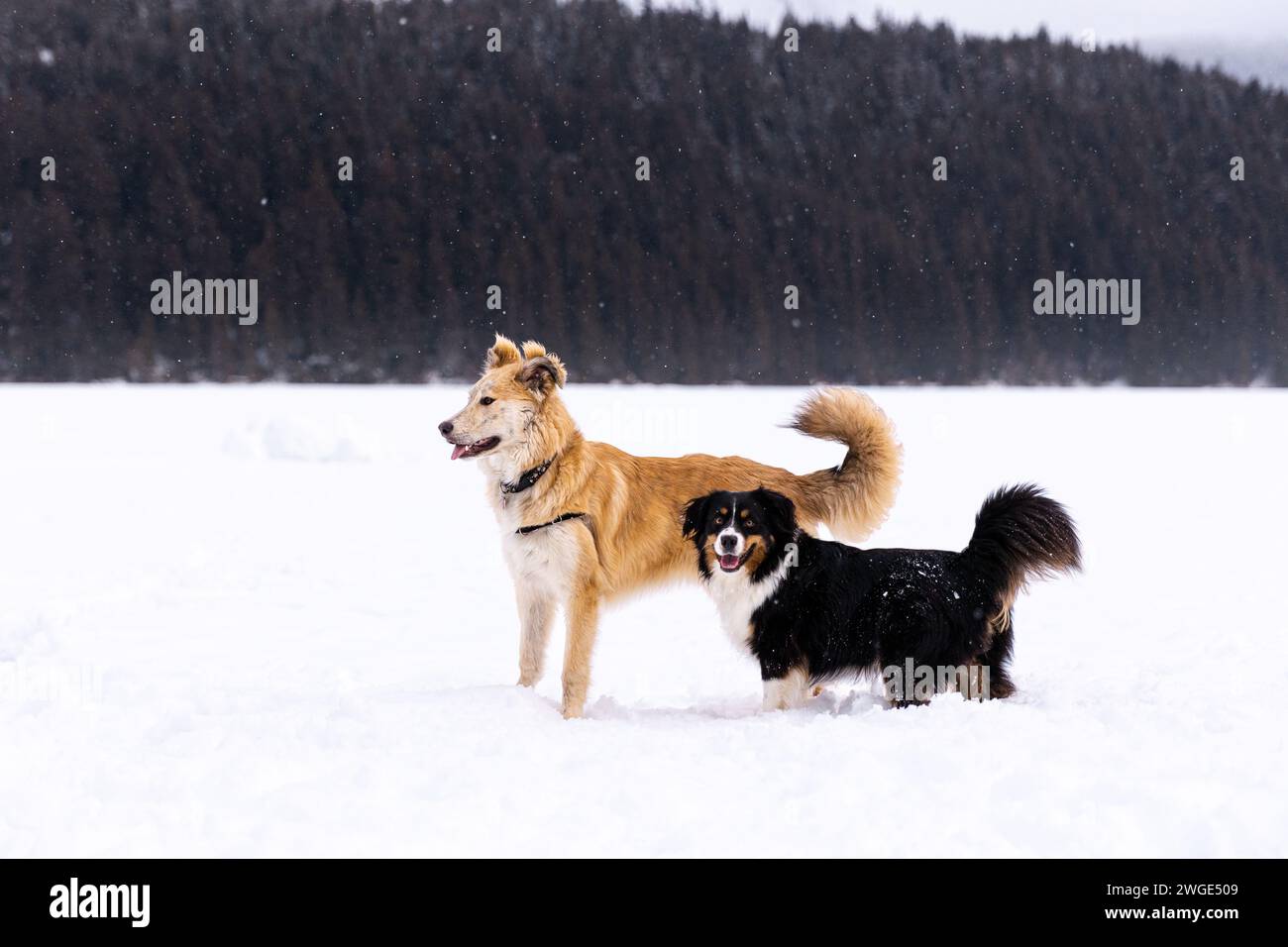 Aussie snow hi-res stock photography and images - Alamy