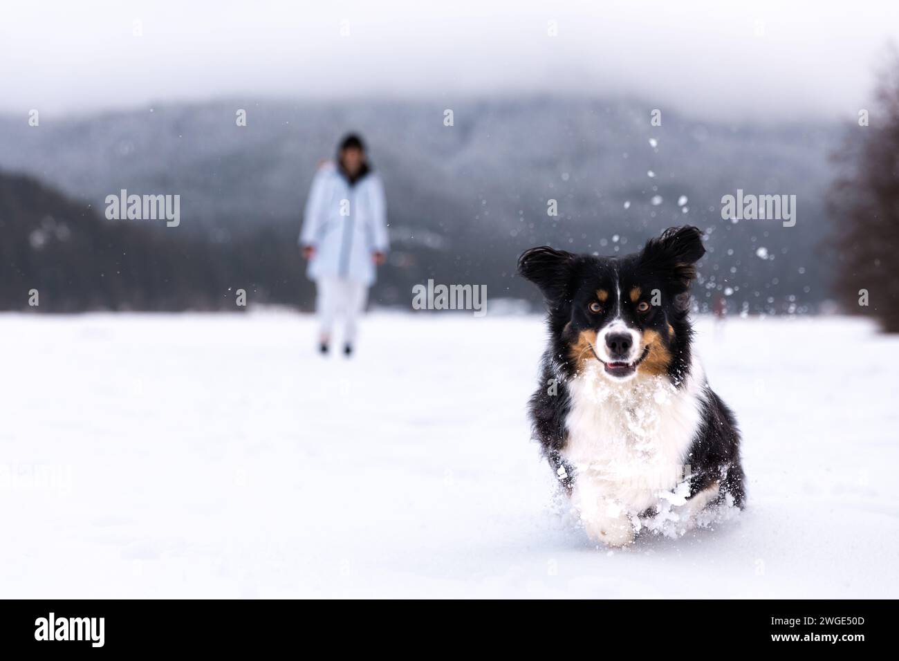 Young woman playing with dog in snow, playing fetch, winter wonderland ...
