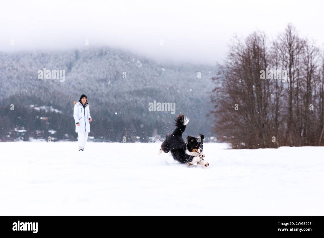 Young woman playing with dog in snow, playing fetch, winter wonderland ...