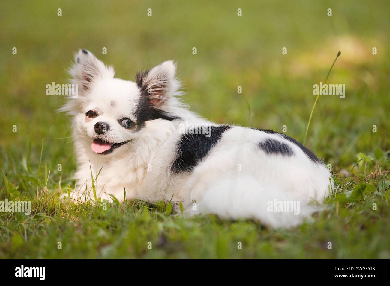 Black long haired chihuahua hi res stock photography and images Alamy