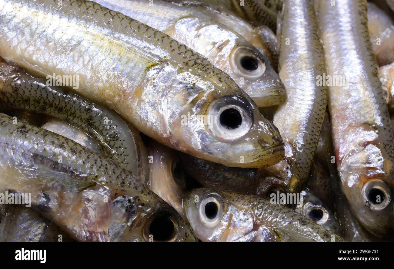 Many caught fish called sand smelt of  the family Atherinidae  are very appreciated in the Italian and mediterranean cuisines Stock Photo