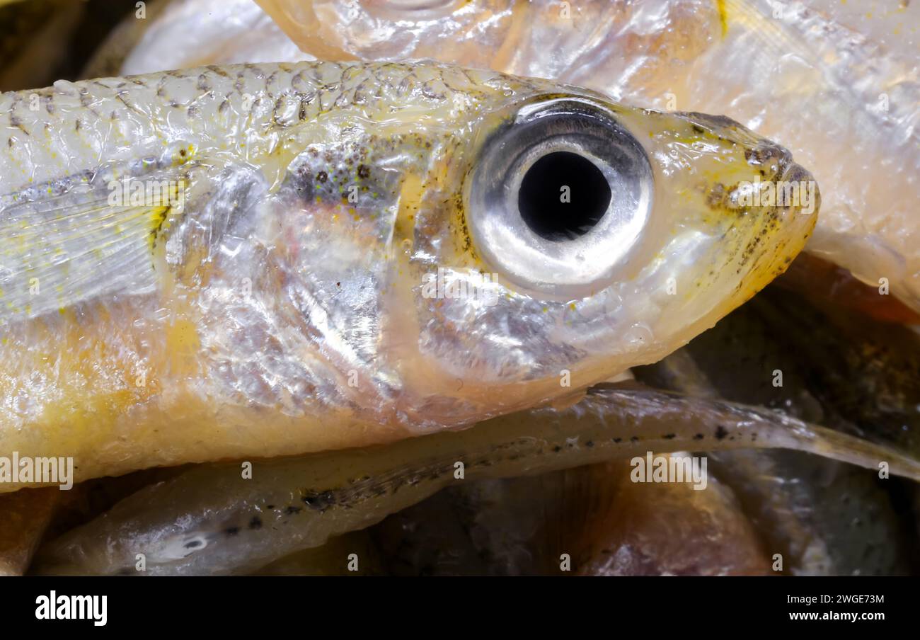 caught fish called sand smelt with big eye very appreciated in the Italian and mediterranean cuisine Stock Photo