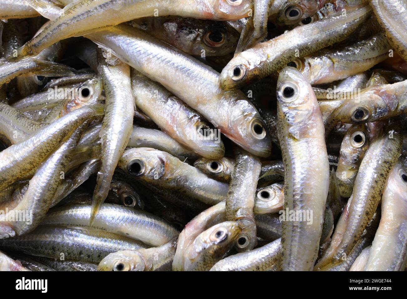 background of many caught fish called  sand smelt ideal for frying in boiling olive oil very appreciated in the cuisine Stock Photo