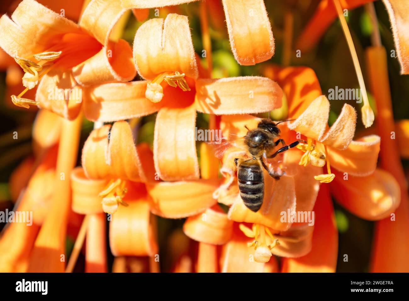 A western honey bee or European honey bee (Apis mellifera) is polinizing and collecting nectar from a pyrostegia venusta, also commonly known as flame Stock Photo