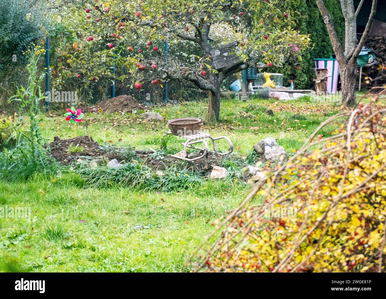 Flower bed in old wooden sleigh in the autumn season  Stock Photo