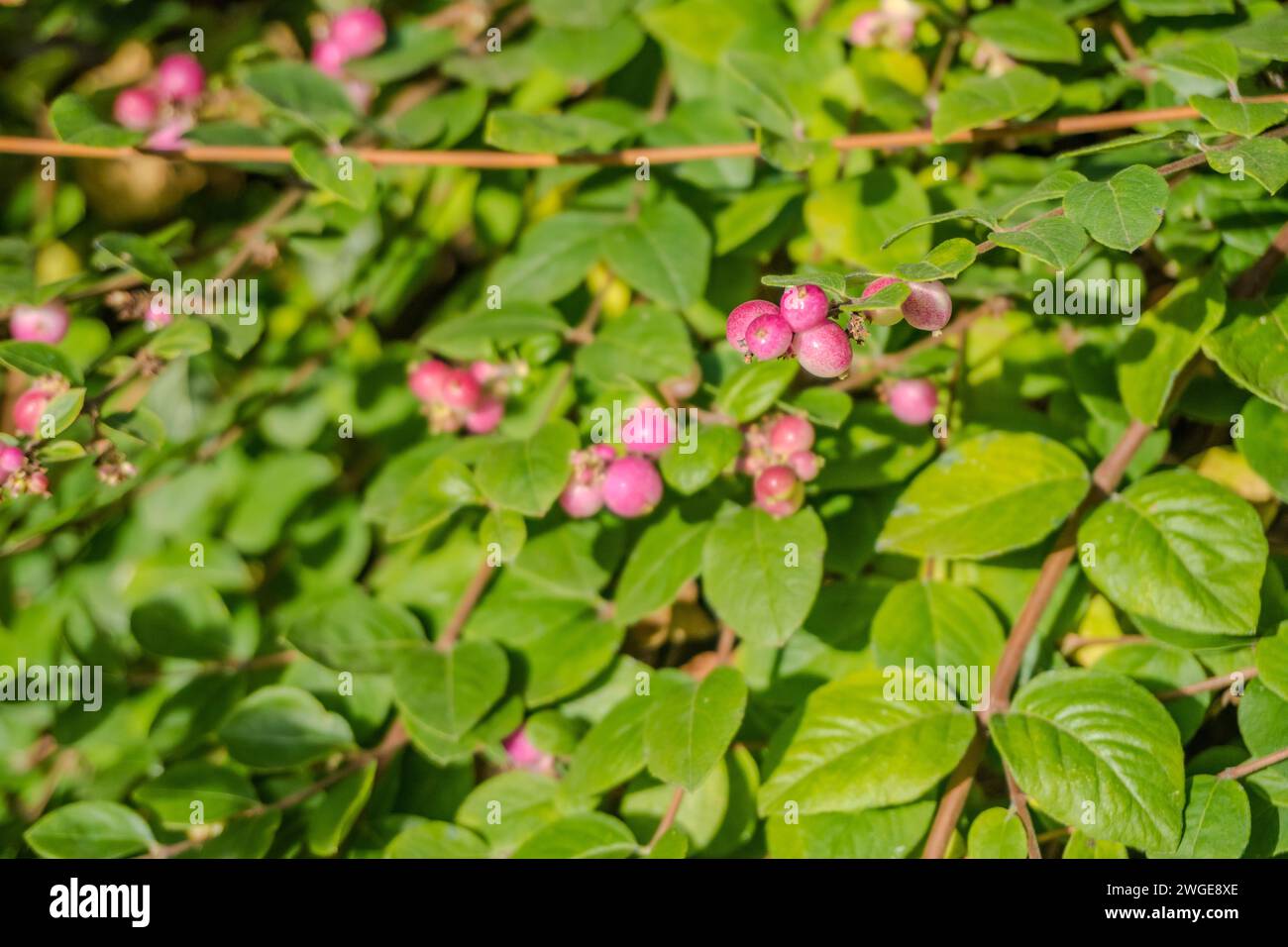 Symphoricarpos doorenbosii Mother of Pearl or Gaultheria bush in garden Stock Photo