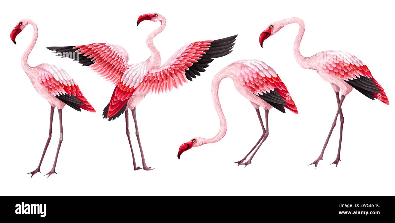 Pink flamingos isolated on the white background. Vector Stock Vector ...