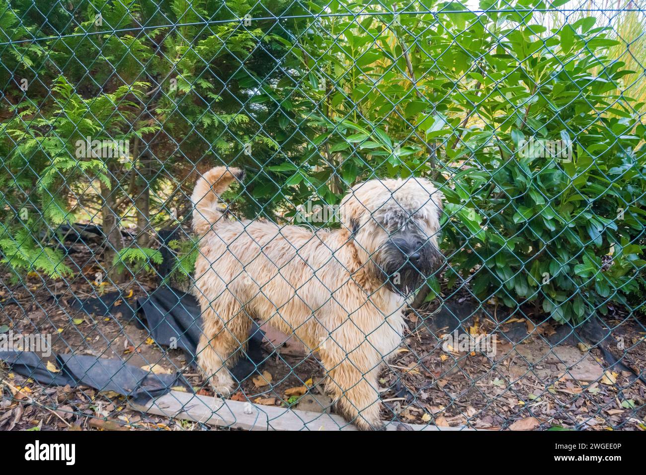 Dog breed Irish Soft Coated Wheaten Terrier Guarding his home in Autumn  Stock Photo