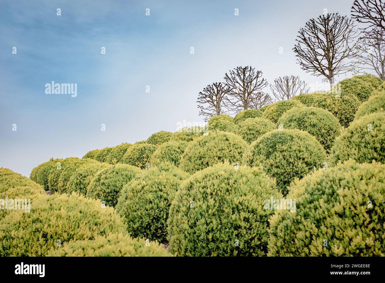 Topiary boxwood against a milky blue sky. Taken in a french garden on a partly cloudy early spring day with no people Stock Photo