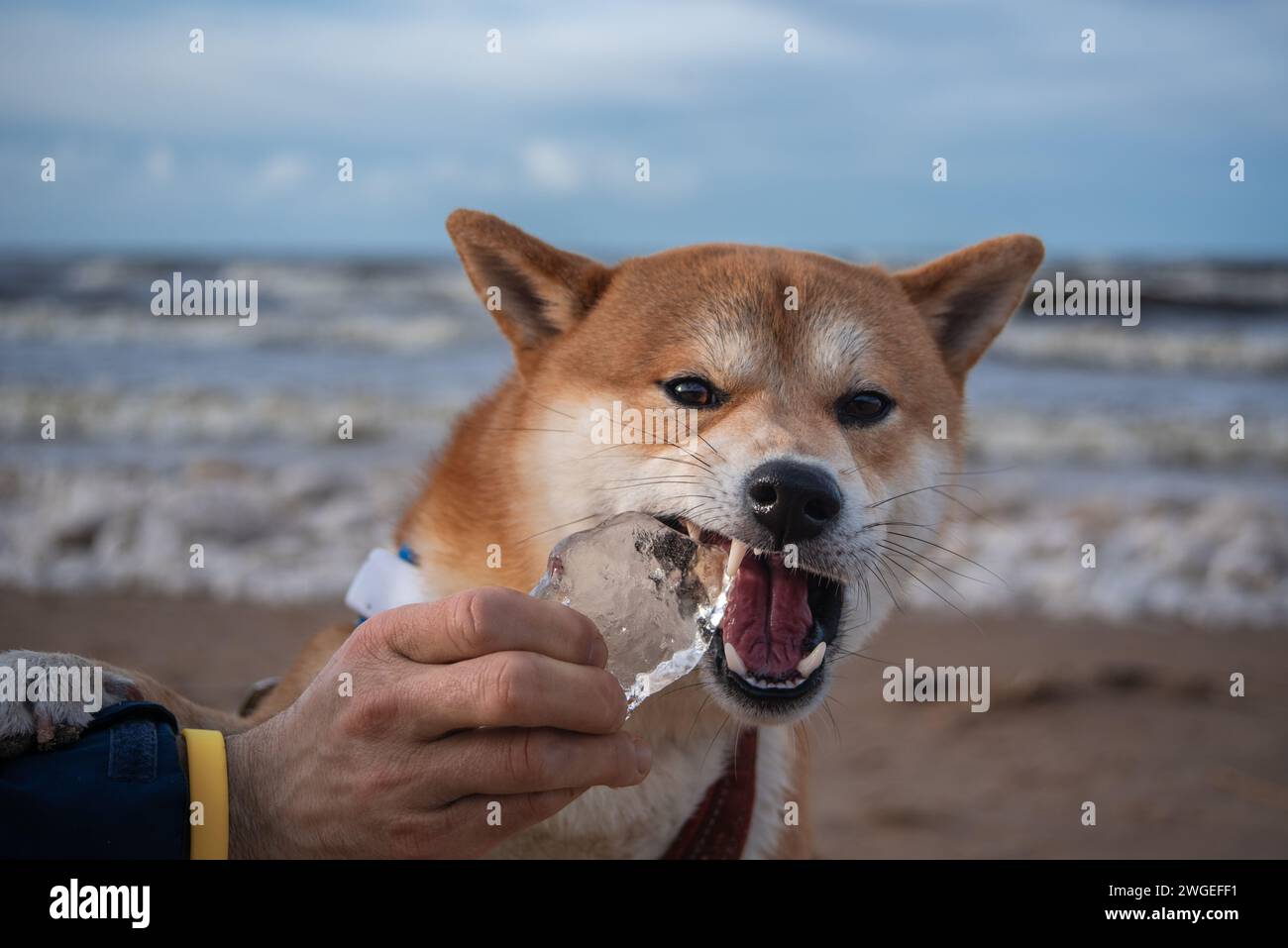 Shiba inu dog is eating a piece of ice in man's hand on the sea beach in winter Stock Photo