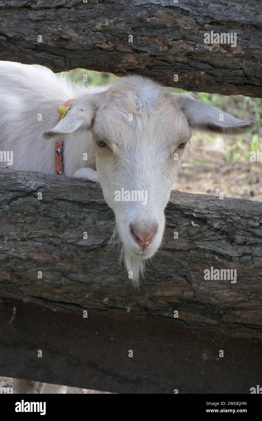 White goat looking straight through the wooden fence in the farm Stock Photo