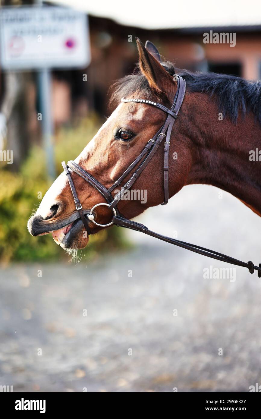 Side reins hi-res stock photography and images - Alamy