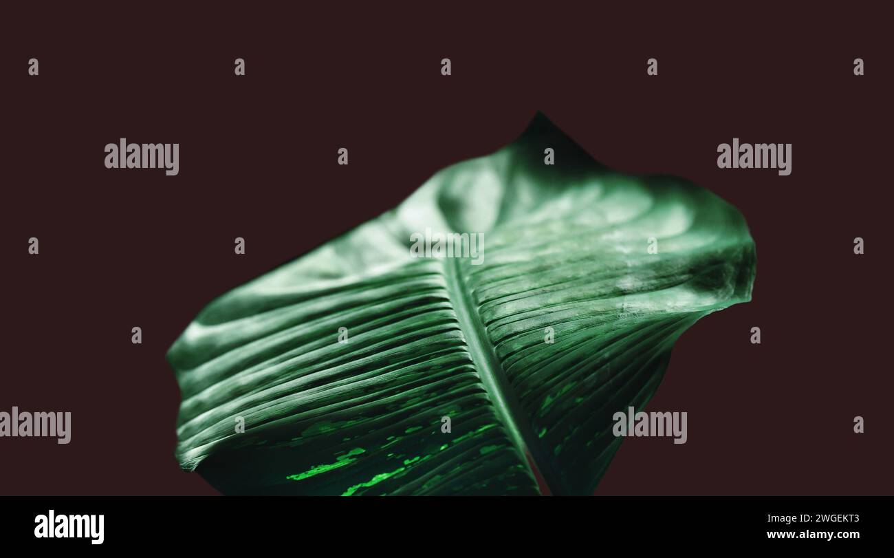 Dieffenbachia/Dumb cane plant single leaf fragments. Abstract artistic futuristic image. Image manipulation. Minimalism, close up, sustainability Stock Photo