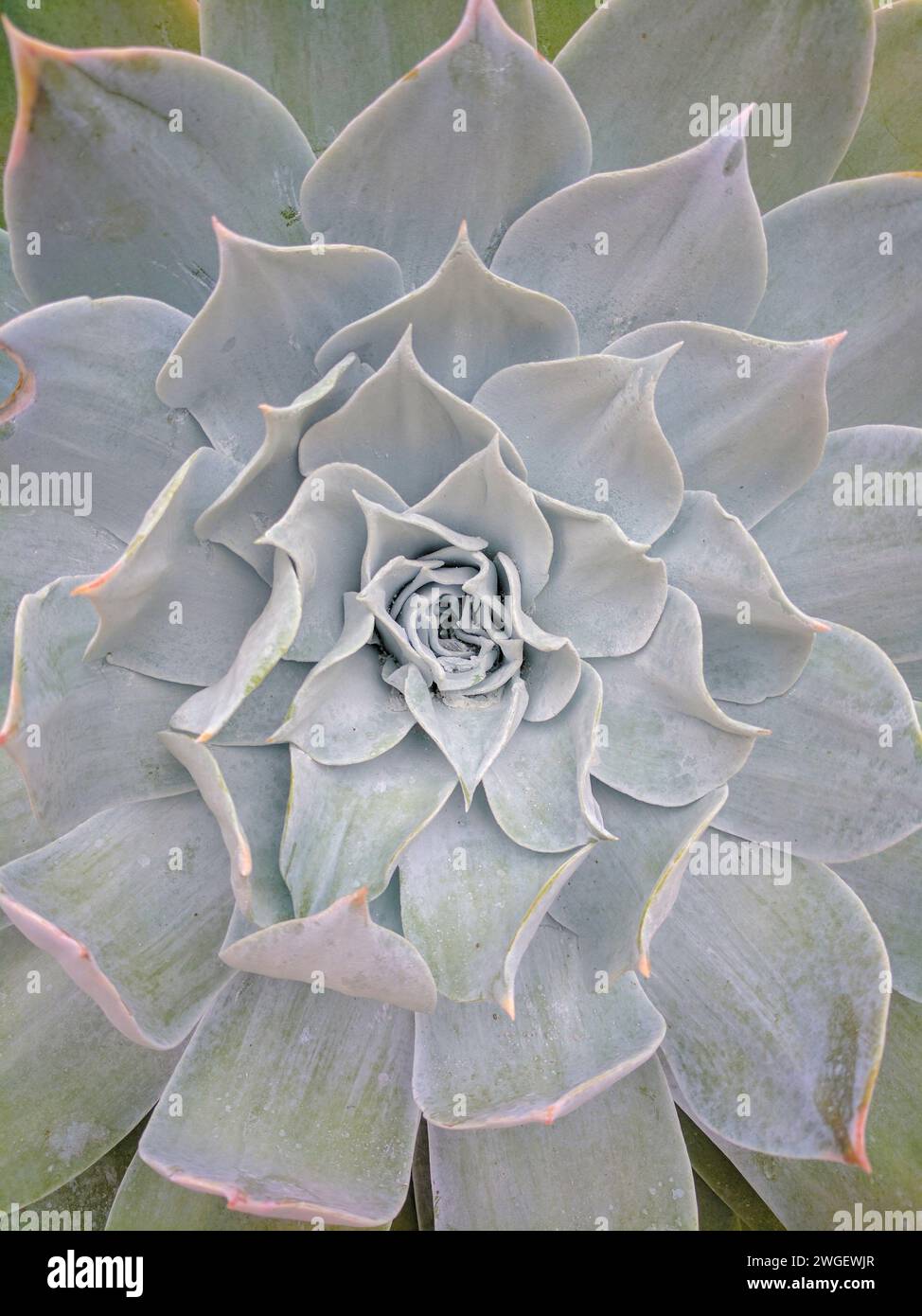 Close-up details of a Chalk Liveforever (Dudleya pulverulenta) Succulent Stock Photo