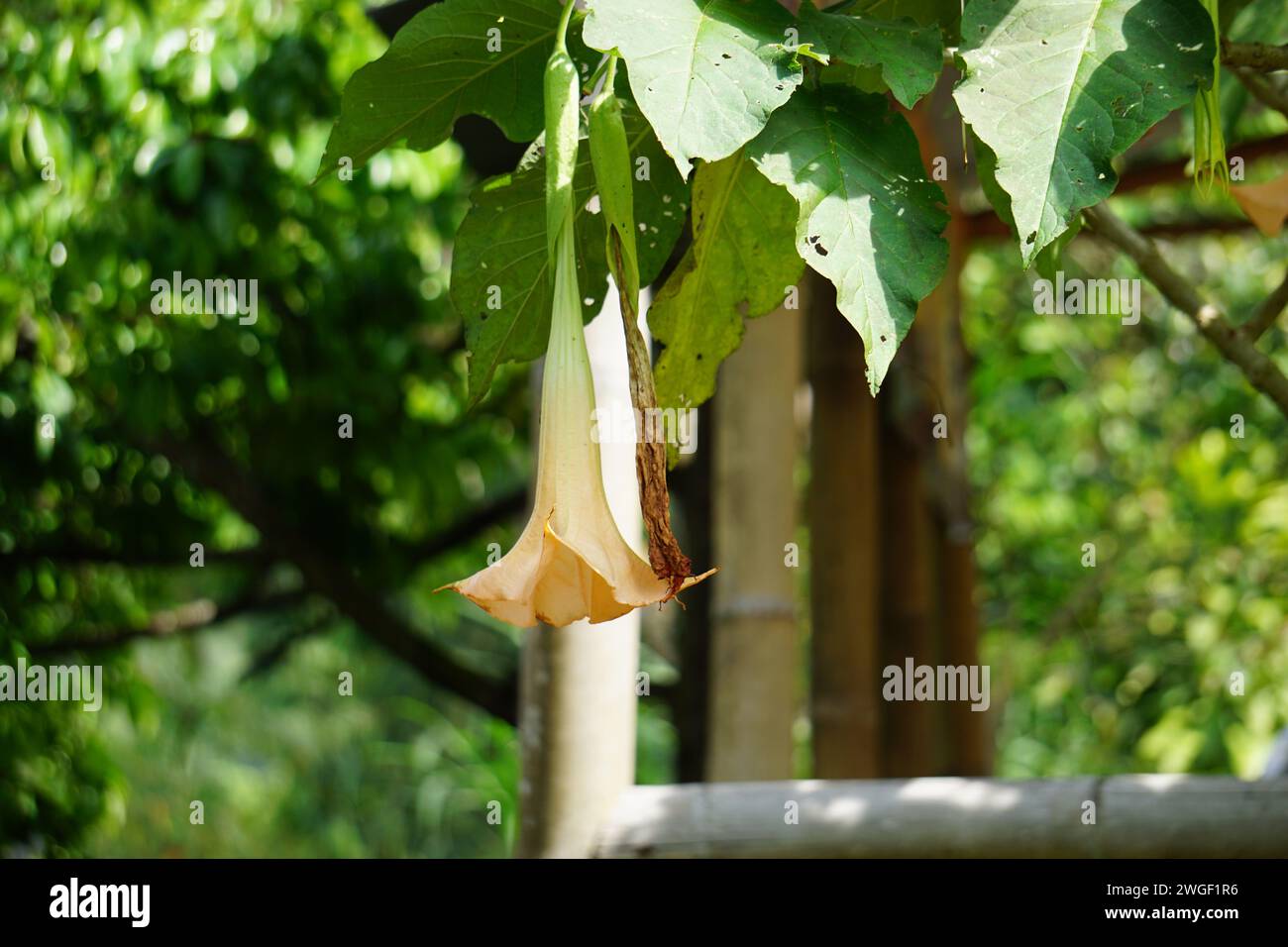 Brugmansia arborea (Brugmansia suaveolens)in nature. Brugmansia arborea is an evergreen shrub or small tree reaching up to 7 metres (23 ft) in height Stock Photo