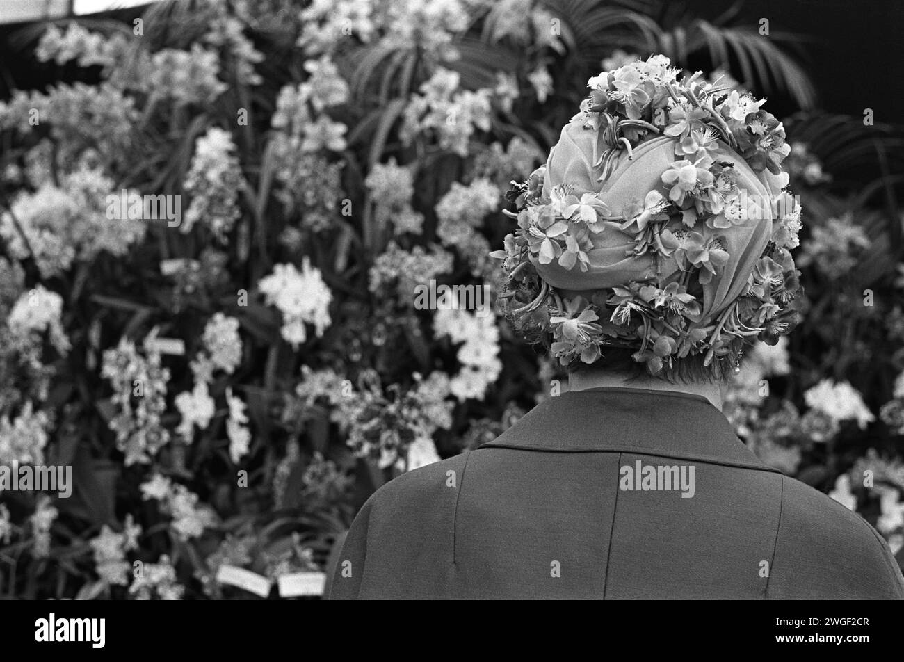 Chelsea Flower Show 1960s UK. A woman in a floral hat admires a stand of Narcissi at the Chelsea Flower Show. Chelsea, London, England May 1969 HOMER SYKES Stock Photo