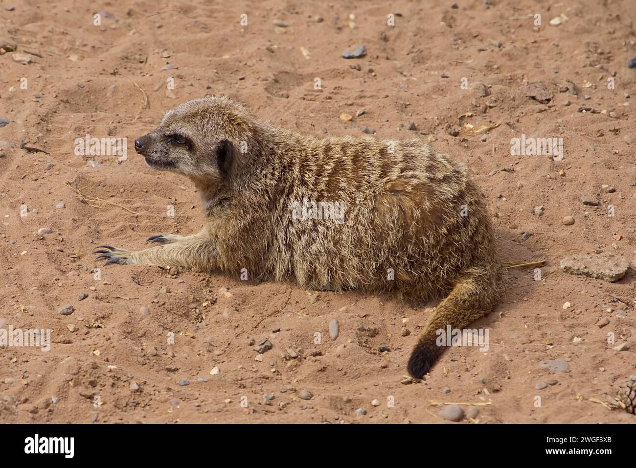 Adult fully grown meerkat resting in the sand on a hot summer day. Stock Photo