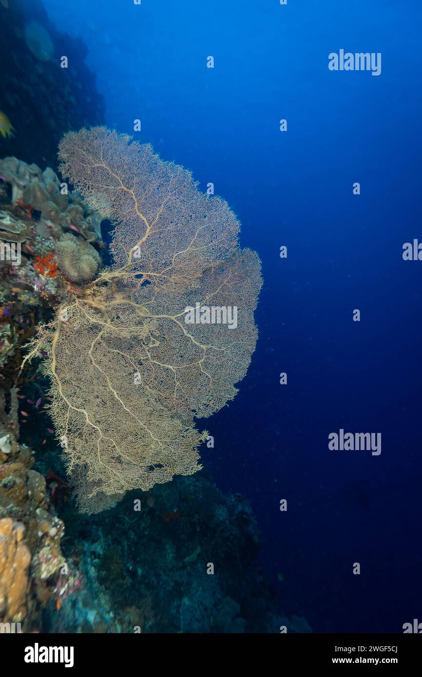 Healthy coral reef with giant gorgonian sea fan in clear blue tropical water Stock Photo